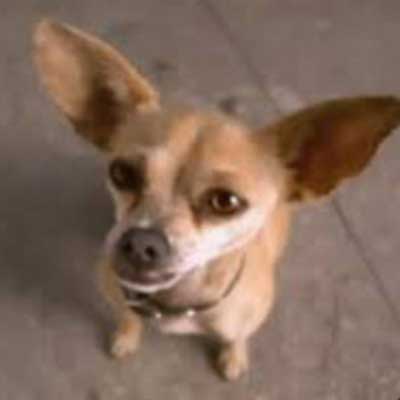 guess the 90s answers Taco Bell Chihuahua  